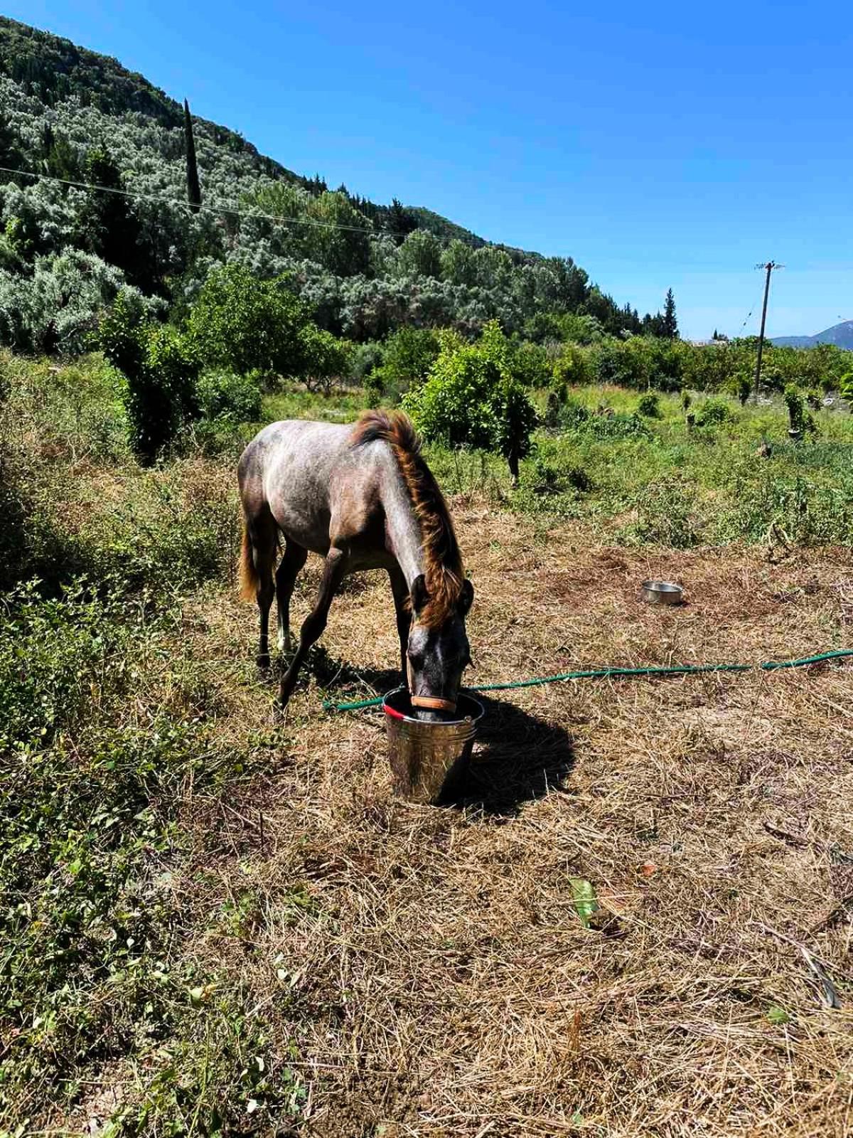 Lily Home_Lefkada ~ Private Country House Kondaraina Exterior photo